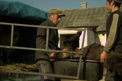 Доставка, баранина доставка